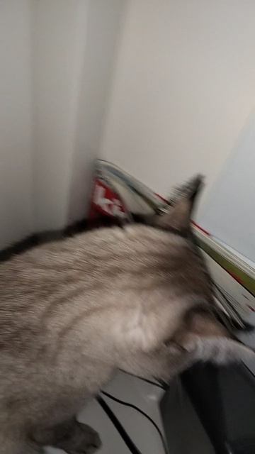 кот залез за монитор