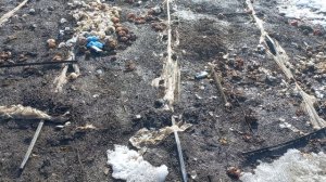 ОРГАНИКА И КАПЕЛЬКА. ВЫШЛИ НА ОГОРОД.