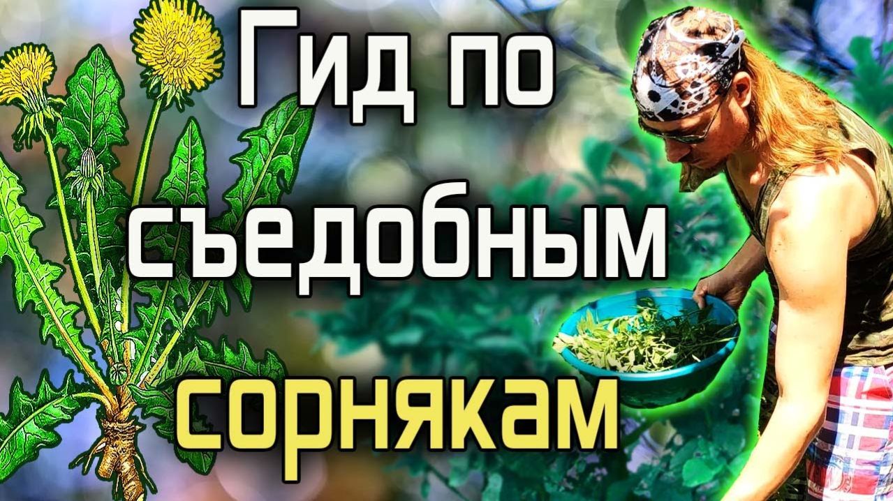 Гид по съедобным сорнякам | Дикоросы — моя живая еда