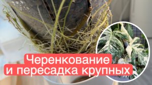 Пересадка регал шилдс, черенкование монстры Альбы