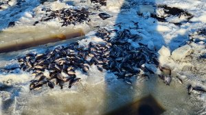 РЫБАЛКА НА ТЯГУ 2026 . НАШЛИ ЯМУ