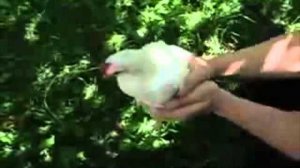 Чикен Шейк 2.0