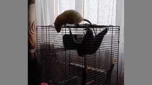 Знакомьтесь: крыска Ляля - скалолазка!