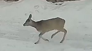 В Красноярском крае испуганная косуля разбила окно