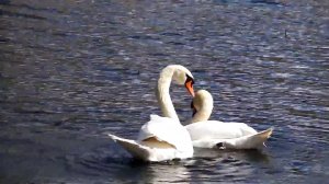 В предчувствии весны.