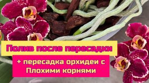 Полив после пересадки орхидей. Пересадка орхидеи с плохими корнями