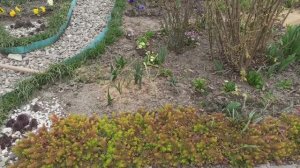 Рассадила колокольчик Гарганский и продолжила весенние работы.