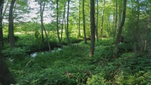 CБОР ЗЕМЛЯНИКИ