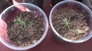 Лиственница из семян подрастает