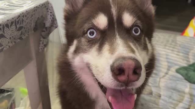 Хаски Браун клянчит вкусняшки и ведет себя неприлично.