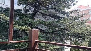 ялта  непогода  март