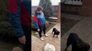 Никита 8961 278 29 62
Слепой пёсик