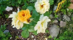 65-Дача..Розы обалденные цветут. а Пионы отцвели.09.07.22.