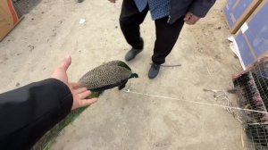 хоразим хазарасп парранда бозор нархлари