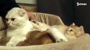 Клуб Шико. Выпуск от 21.03.2026