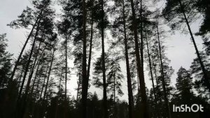 Высится так много сосен!