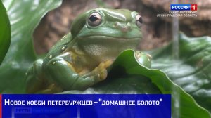 Новое хобби петербуржцев – "домашнее болото"