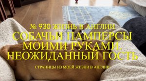 СОБАЧЬИ памперсы моими руками. Неожиданный гость. № 930 Жизнь в Англии