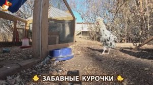 Цыплята и Курочки селяночки лучшие беспородные несушки 🥚 (458)
