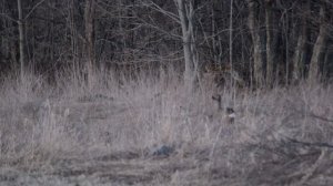 Неожиданная встреча. Две косули во время прогулки для съёмки.