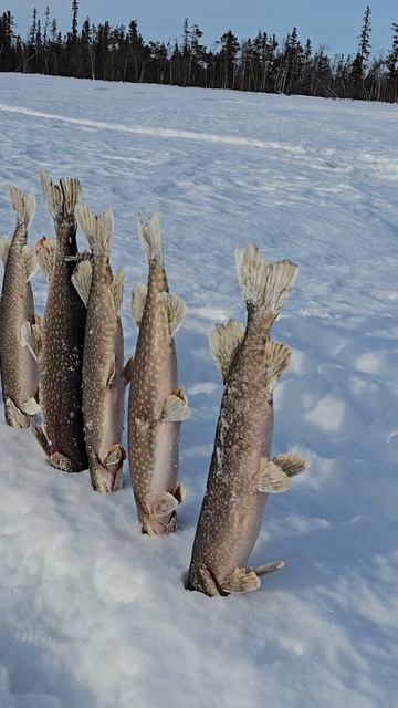 ВЕСЕННЯЯ ЩУКА смотреть онлайн