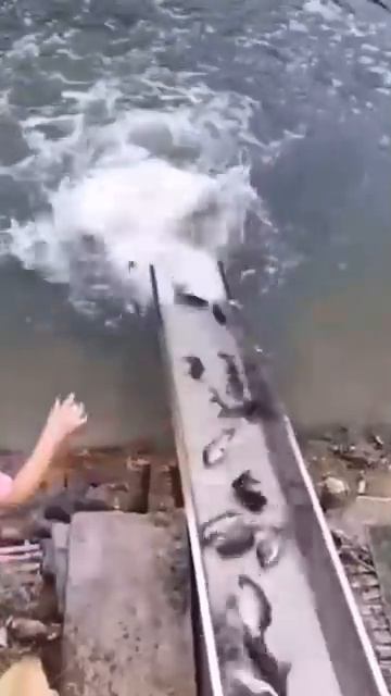 Зарыбление пошло не по плану) Получилось засобачивание!)