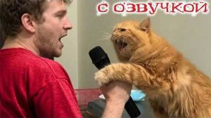 Приколы с котами! С ОЗВУЧКОЙ! САМЫЕ смешные ЖИВОТНЫЕ! Смешные коты 2026! РЖАКА!!
