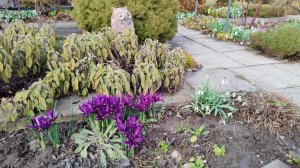 Удобрила все розы, покажу как и чем. Прогулка по саду 20.03.2026 г. Пятигорск.