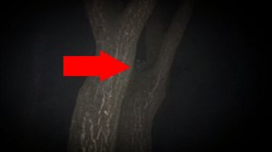 Страшный зверь за деревьями когда охотник рядом там | Жуткие видео