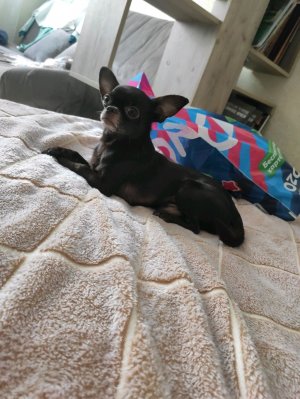 всё про мою собаку