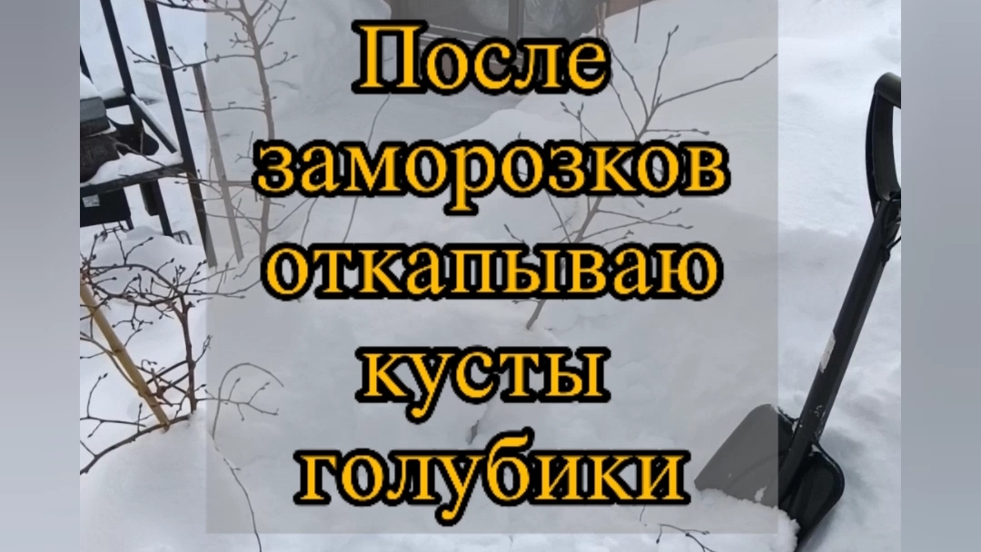 Откапываю кусты голубики.