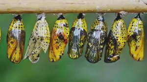 Как вырастить самую жуткую бабочку в мире. Бражник Мертвая голова! 💀