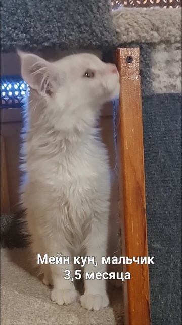 Мейн кун Зефир 3,5 месяца. В питомнике есть котята.