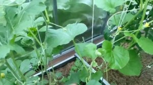 68-Дача..Сильный дождь.. прячусь в теплице))12.07.22.