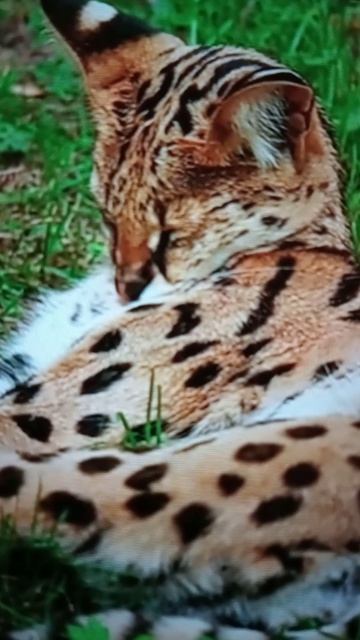 Удивительный мир животных и птиц😮