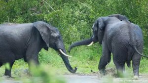 #Коран#АльБакъара#СамыеКрасивыеМеста#Relaxation##Islam#Quran#AlBaqarah'#Minshawiy #4кВидео#39часть#