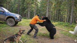 Ужасные видео атак медведя на человека, попавшие на камеру.