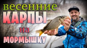 Весенние Карпы и Караси на мормышку. Эта приманка превратила рыбалку в ОТЛИЧНУЮ! #весенниймормышинг