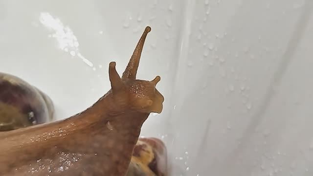 Улитка слышит звук воды и спешит к ней