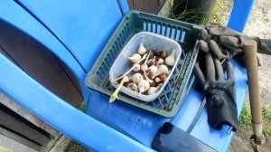 51-Дача..тюльпаны ...выкапываю перебираю.24.06.22.