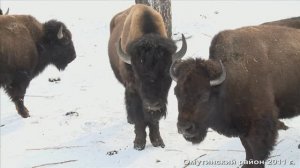 2011 год. Омутинский район. Первомайский заповедник