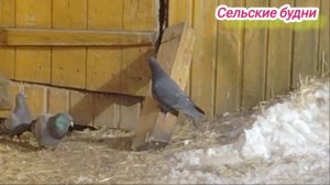 Сестра опять пришла с угощениями. Ждём внуков