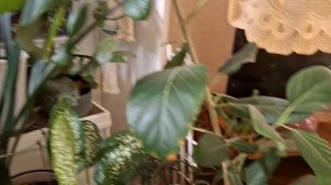 Весенние мечты