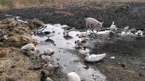 Индоутка и 40 утят / И ещё 65 больших утят / мускусные утки на воле / Нужна ли вода индоуткам?