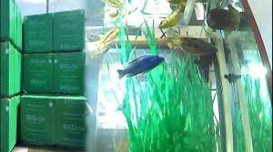 ВОДОРОСЛИ ИЗ ВКБ ПЛЕНКИ