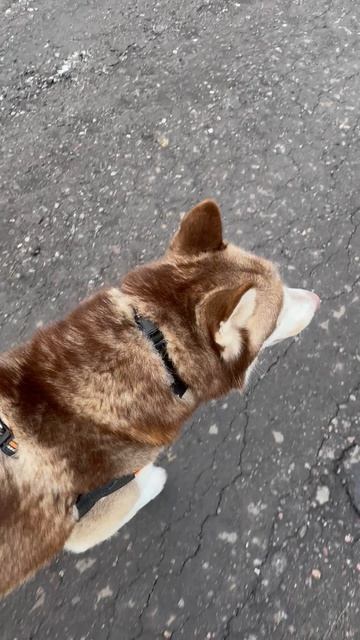 Арчи радуется отсутствию снега! #shorts #husky #хаски #сибирскийхаски