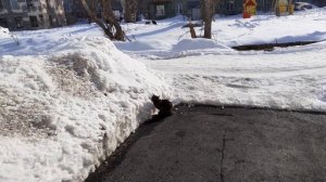 Котик Тишка и синичка.