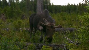 Лось ест побеги на солонце. Красота и сила дикого исполина