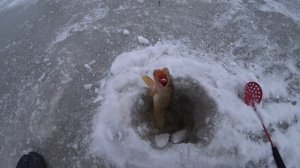 Лещ на безмотылку! Зимняя рыбалка на безмотылку!