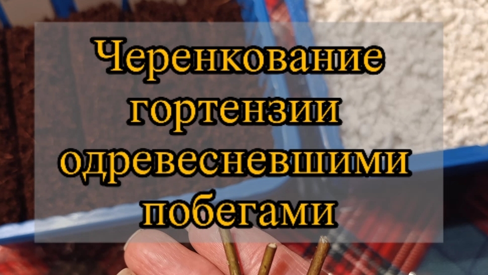 Черенкование гортензий одревесневшими черенками